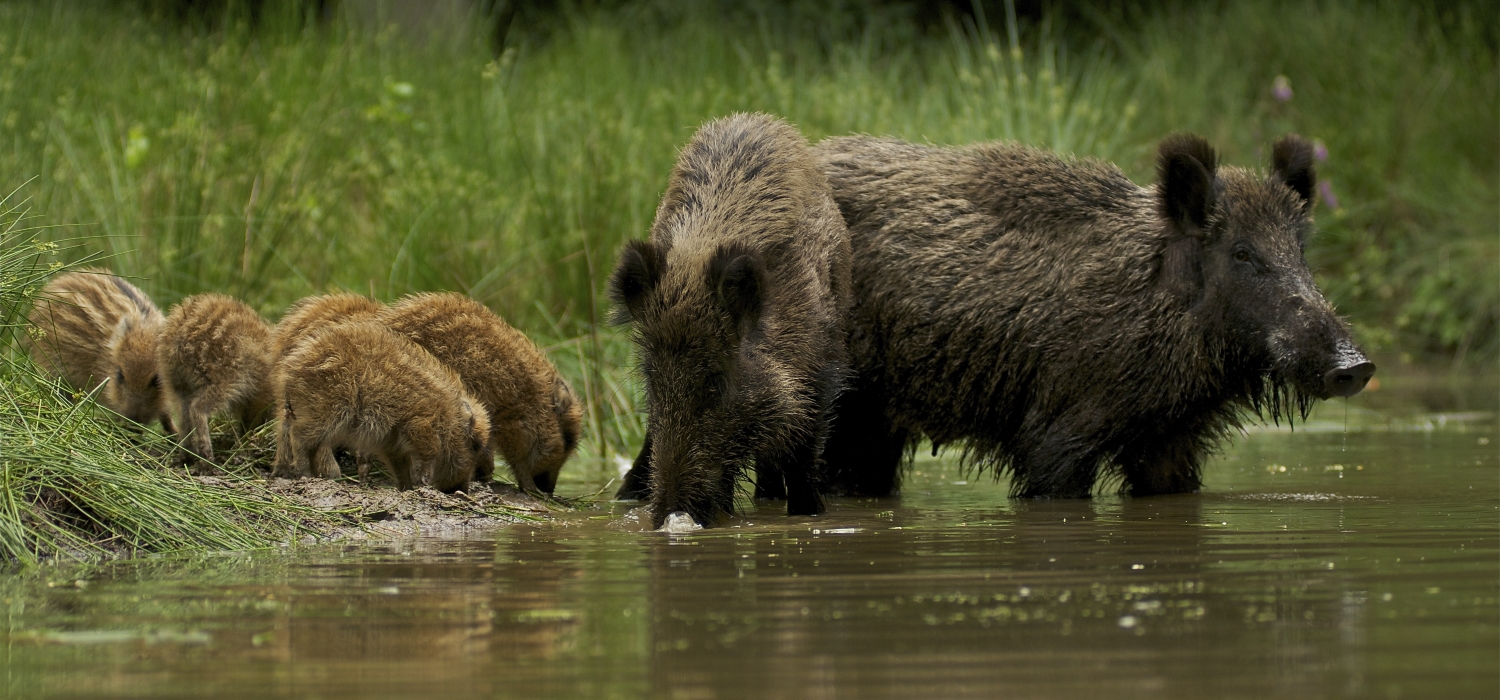 Wild laat de schoonheid en de veelzijdigheid van de Veluwe zien
