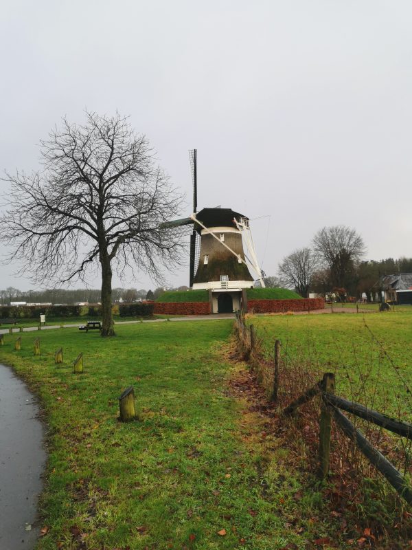 Molen de Hoop in winter met boom