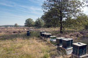Bijenkasten heide