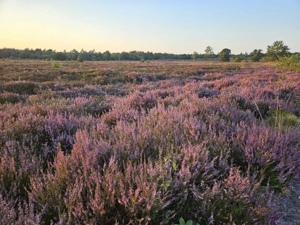 Heide mooi uitzicht