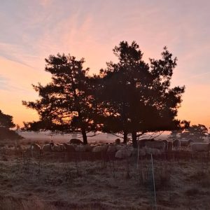 Schapen onder bomen