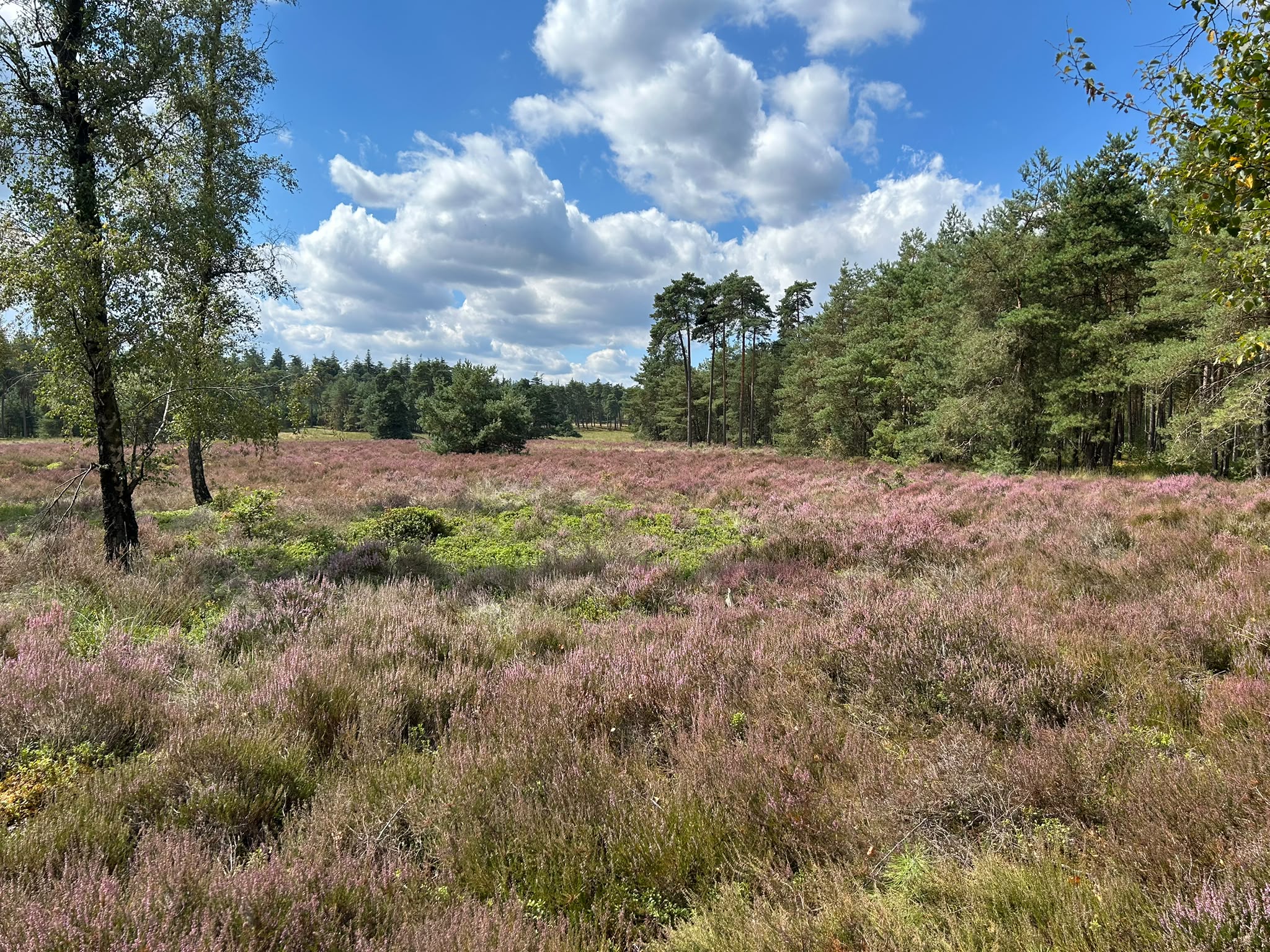 Bloeiende Heide Vierhouten