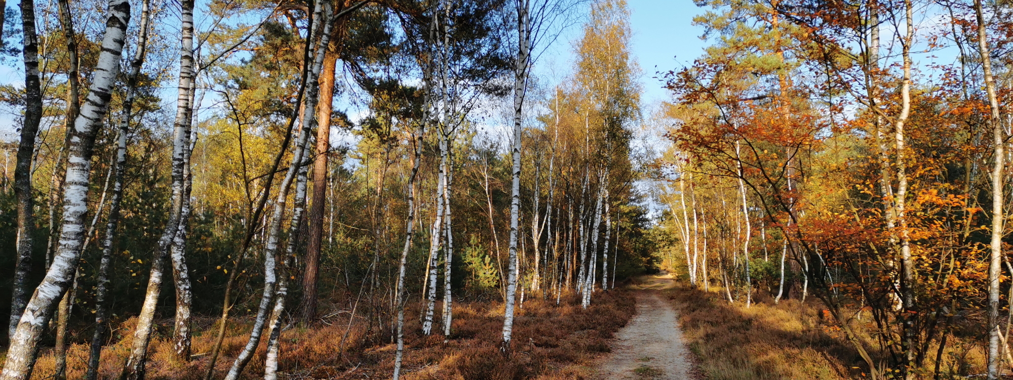 Bos berken herfstkleuren
